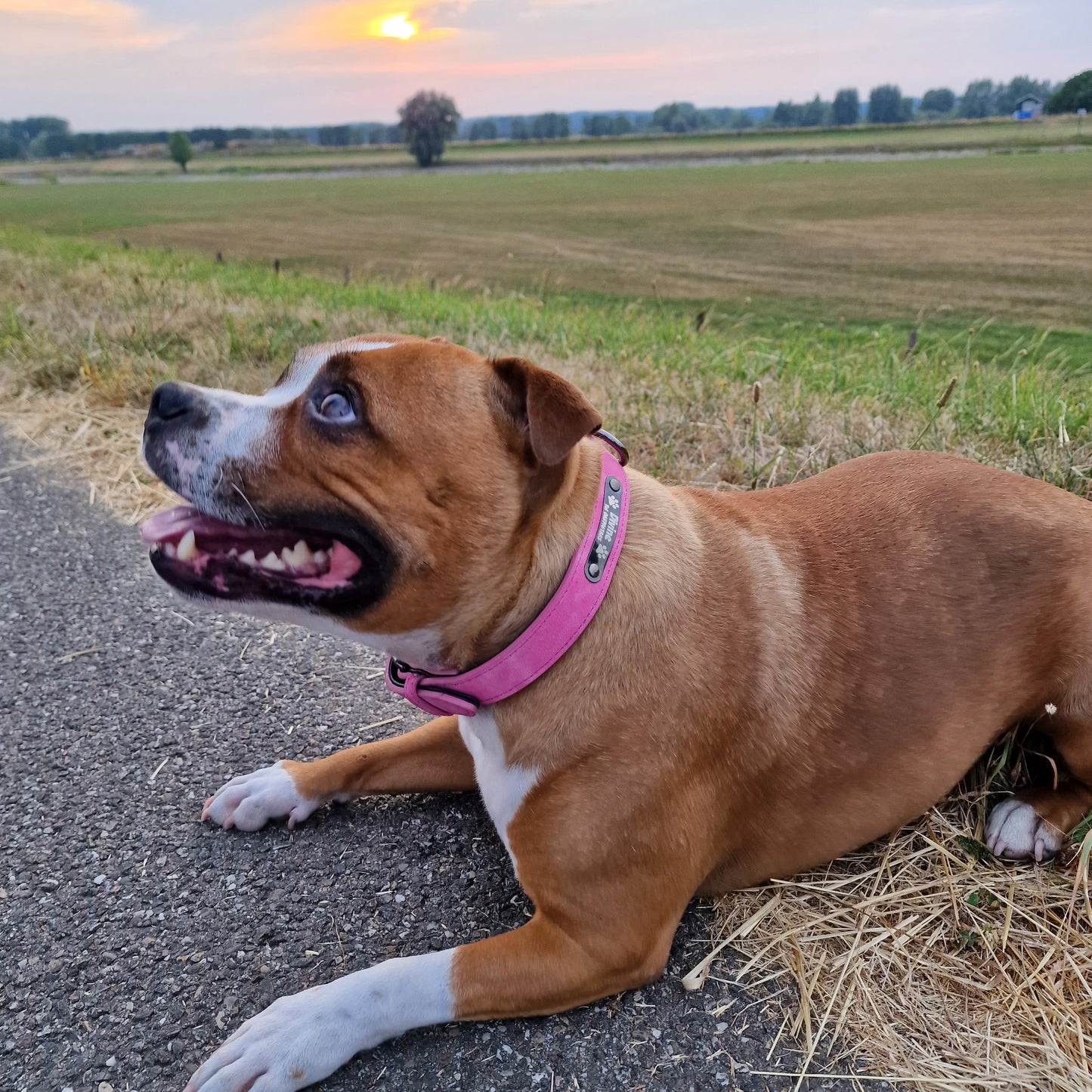 Gegraveerde halsband voor honden | Met naam & telefoonummer | Roze, groen of blauw